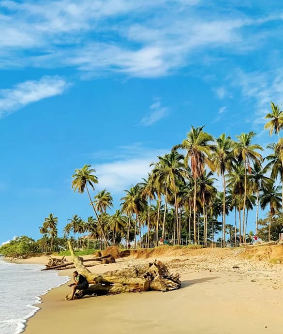 Description de l'image